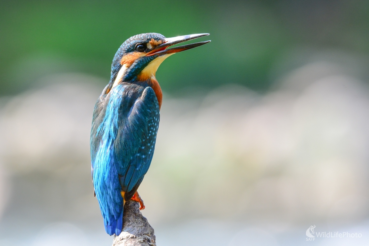 Malý rybár (Ľubomír Ondráško)