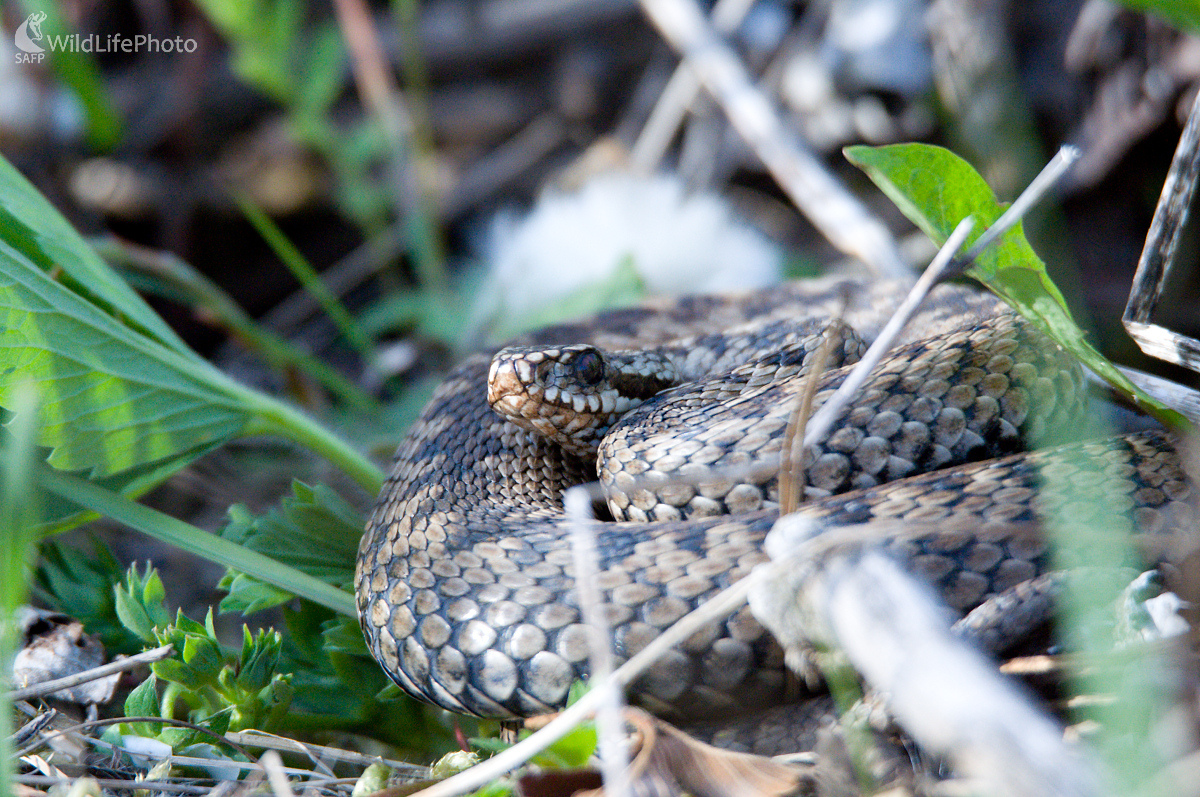 Vždy v strehu (Milan Čierny)