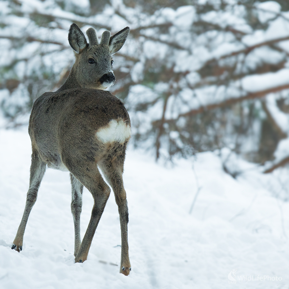 Srnček (Martin Vondra)