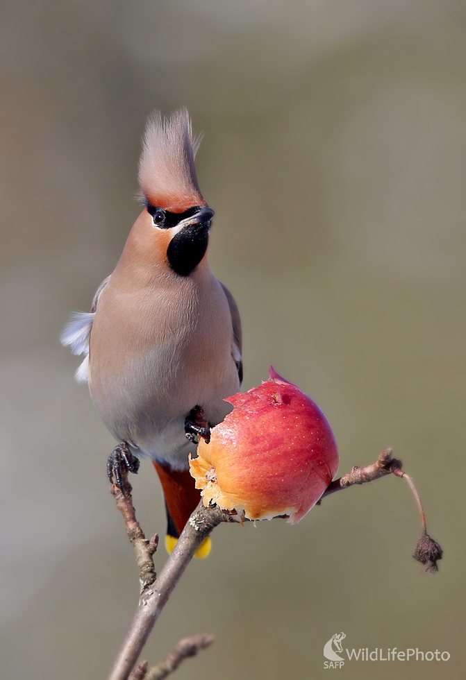 Pankáč (Dominik Kalata)
