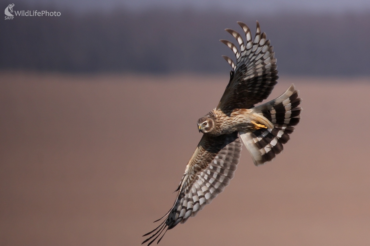 Kaňa sivá (Circus cyaneus) (Martin Šabík)