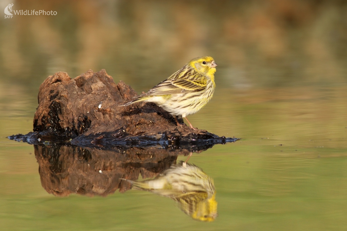 Kanárik poľný (Serinus serinus) (Martin Šabík)