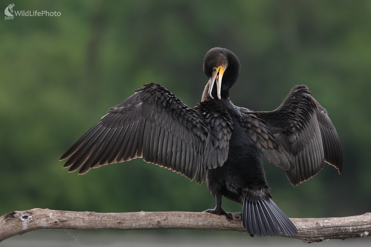 Kormorán velký (Phalacrocorax carbo) (Martin Šabík)