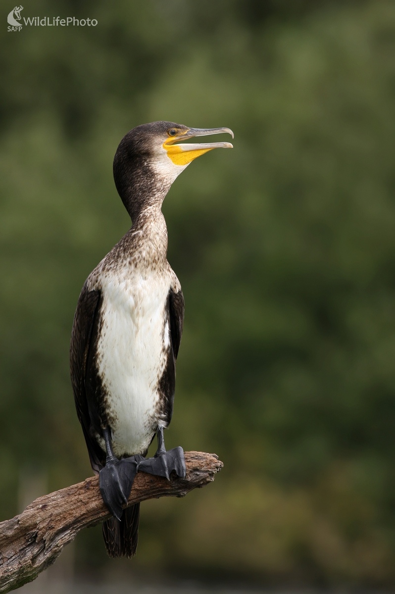 Kormorán velký (Phalacrocorax carbo) (Martin Šabík)