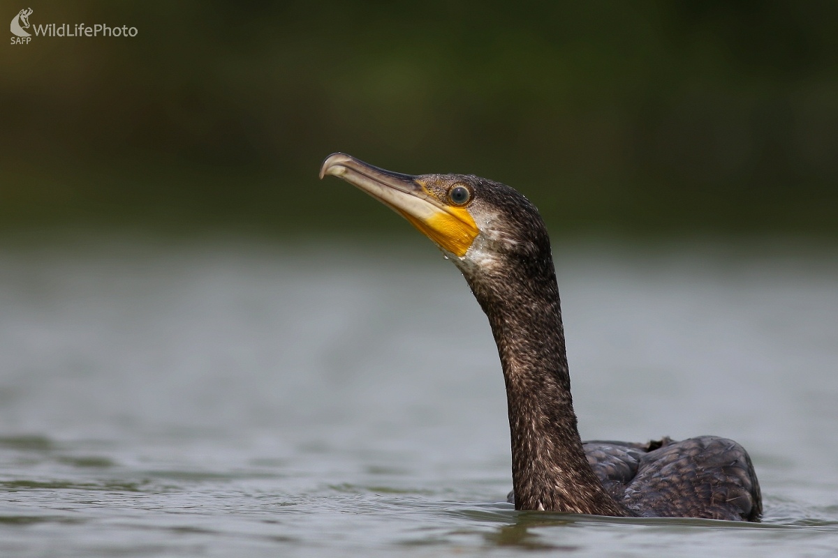 Kormorán velký (Phalacrocorax carbo) (Martin Šabík)