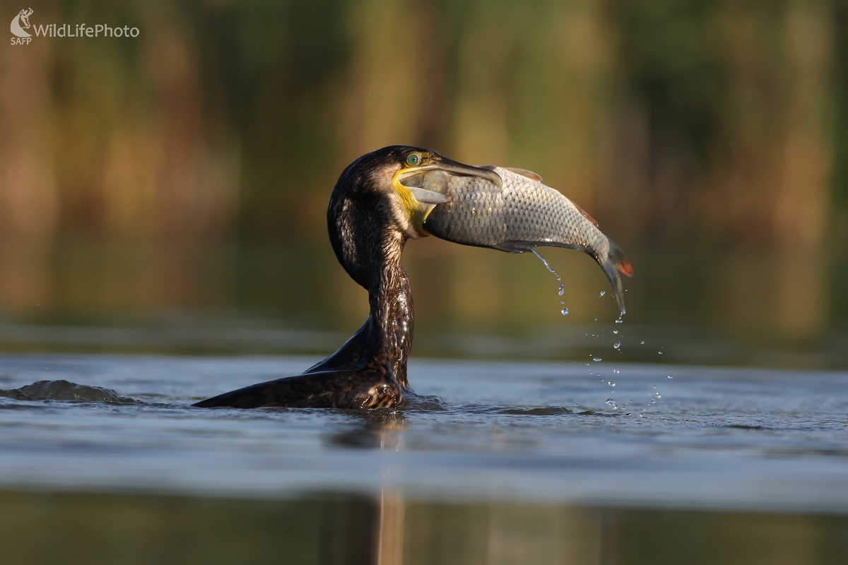 Kormorán velký (Phalacrocorax carbo) (Martin Šabík)