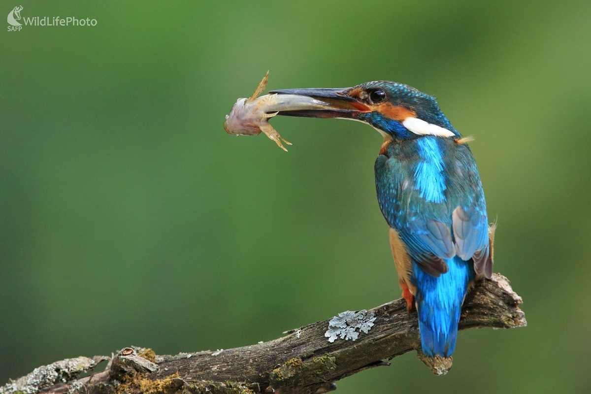 Rybárik s hláčikom (Vladimír Michalec)