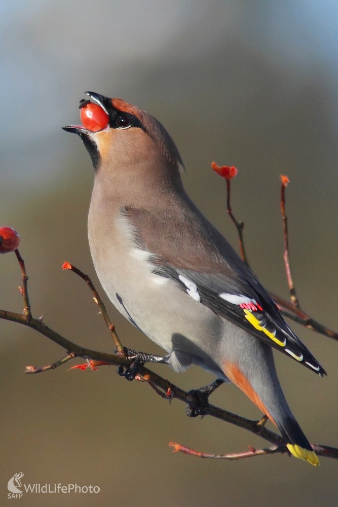 Hladoš (Vladimír Michalec)