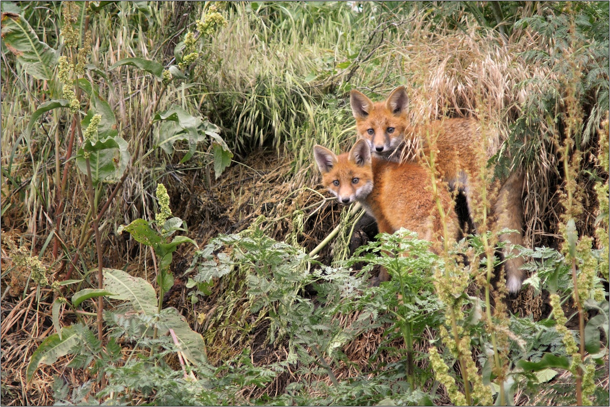 líščatá (Ján Maderič)
