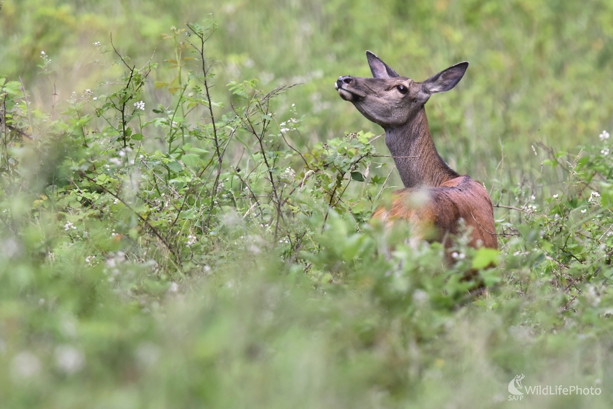 V ostružinách (František Hromada)