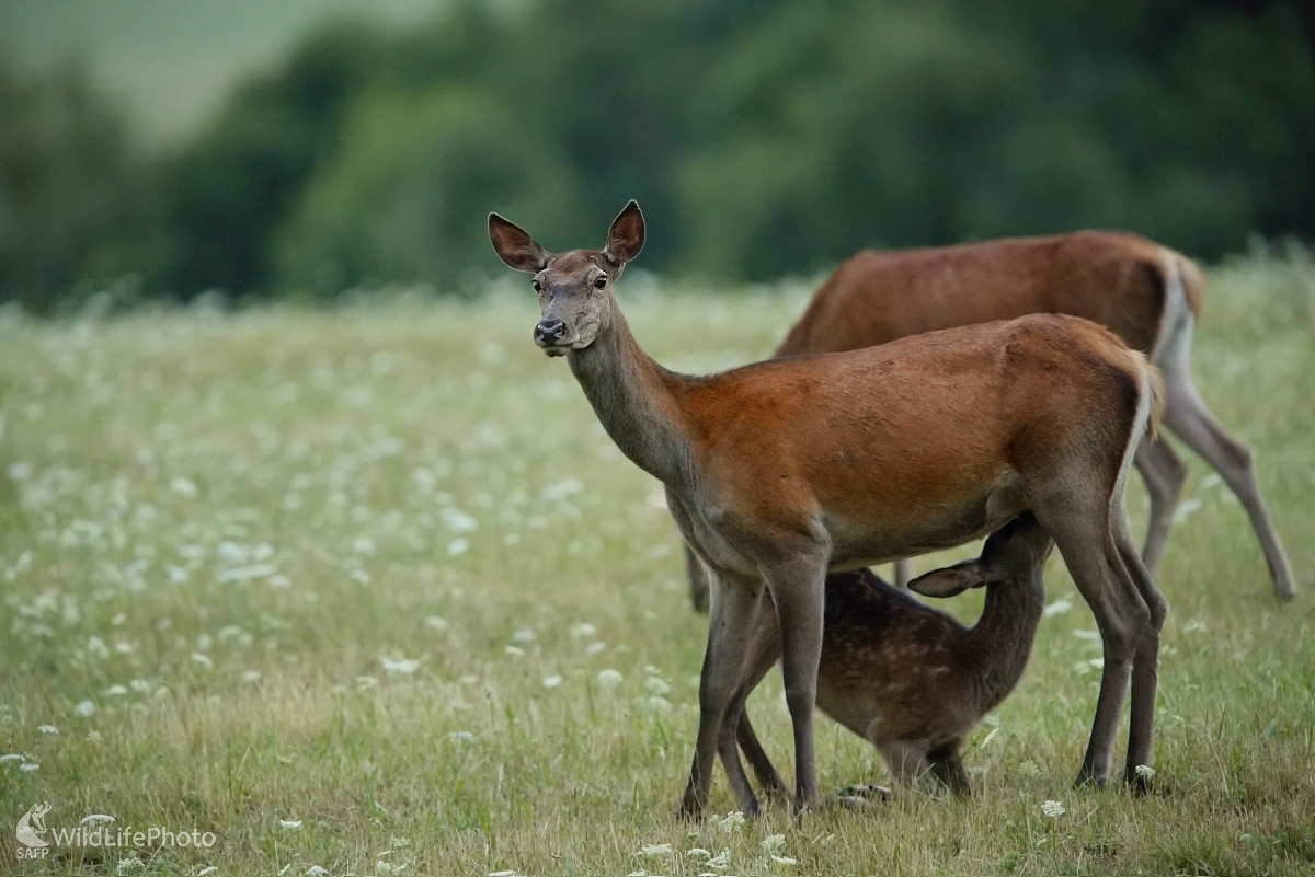 Večera (František Hromada)