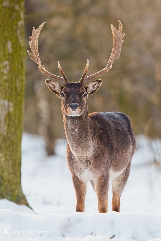 Ráno v lese (Jakub Mrocek)