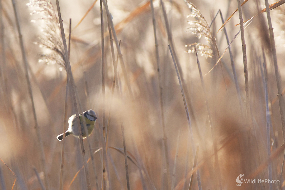 Maľovanie protisvetlom (Marian Zelina)
