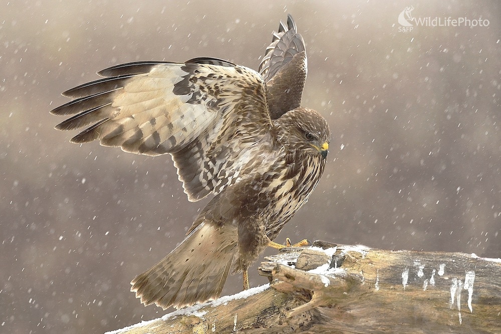 Na kladine... (Vladimír Sabo)