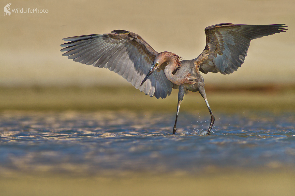Volavka (Ivan Godál)