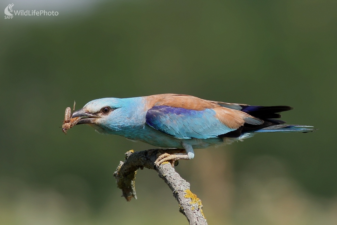 - Krakľa belasá (Coracias garrulus) (Martin Šabík)