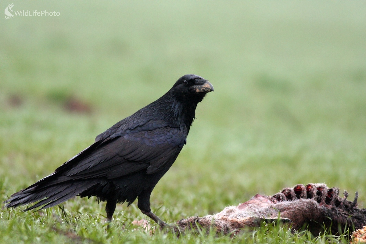 Krkavec čierny (Corvus corax) (Martin Šabík)