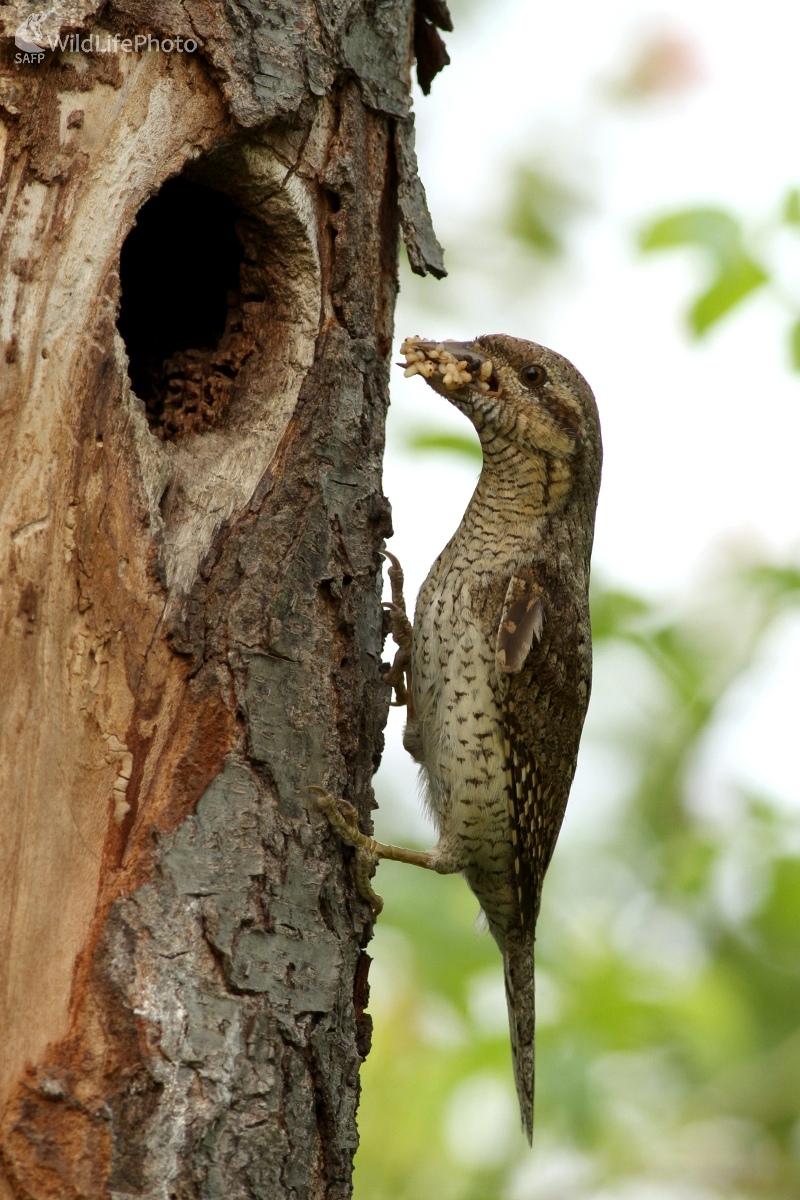  Krutohlav hnedý (Jynx torquilla) (Martin Šabík)