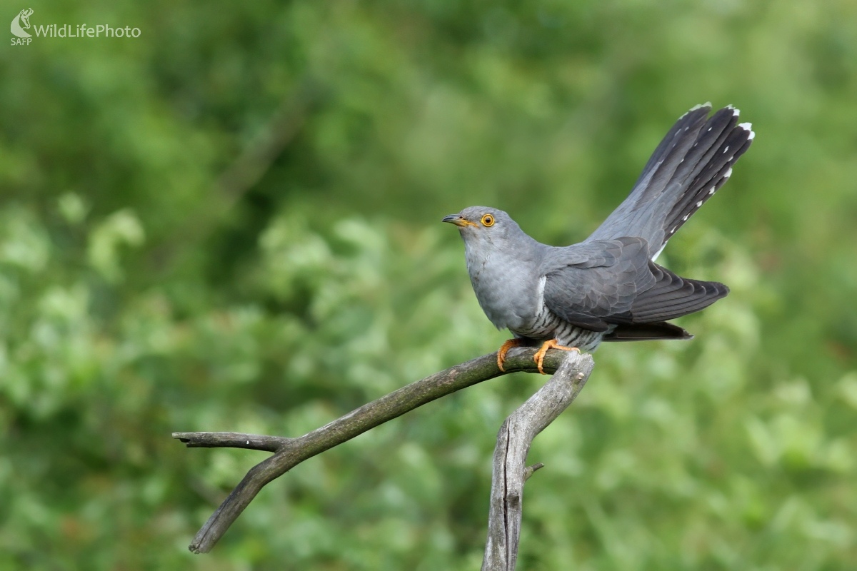 Kukučka obyčajná (Cuculus canorus) (Martin Šabík)