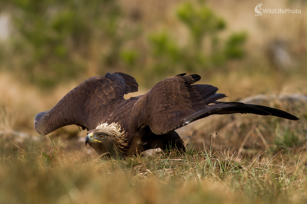Uctivá poklona (Ladislav Dzivjak)