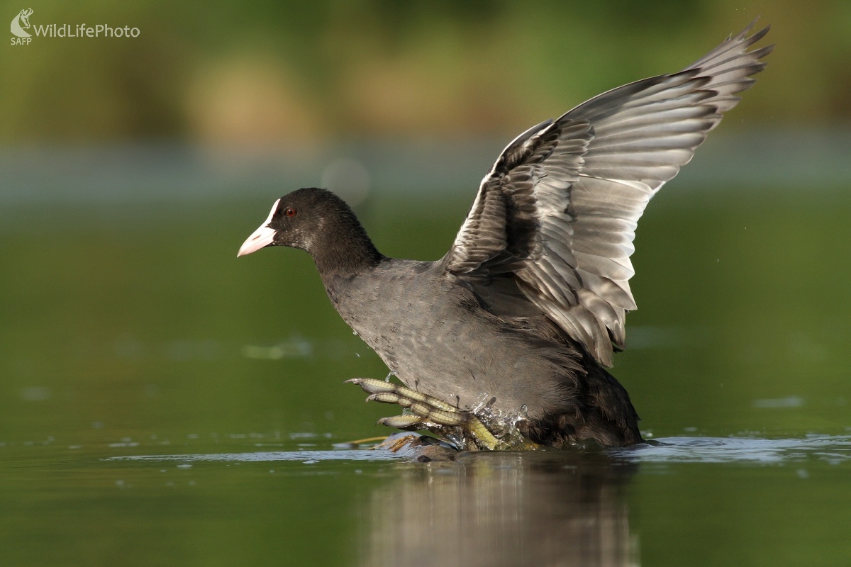 Lyska čierna (Fulica atra) (Martin Šabík)