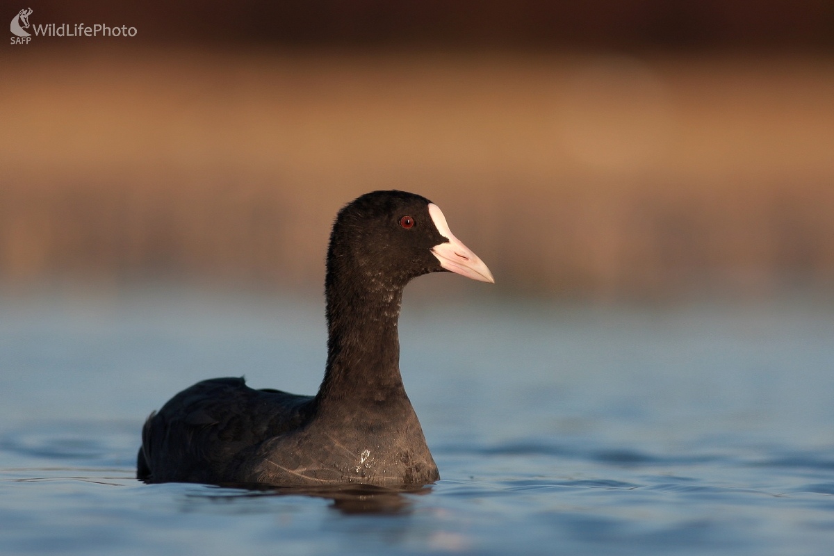 Lyska čierna (Fulica atra) (Martin Šabík)