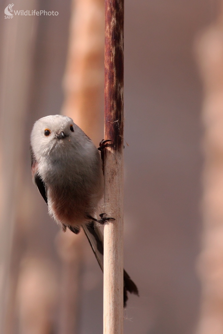 Mlynárka dlhochvostá (Aegithalos caudatus) (Martin Šabík)