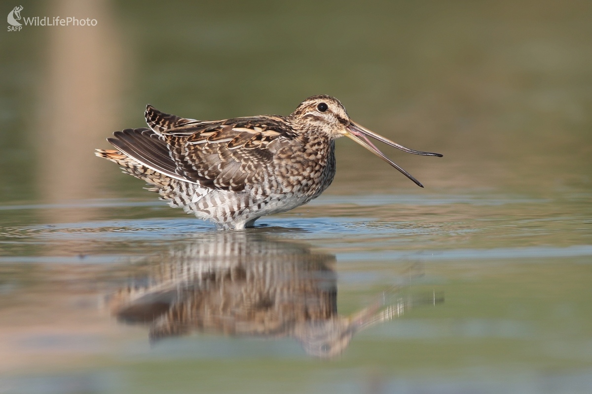 Močiarnica mekotavá (Gallinago gallinago) (Martin Šabík)