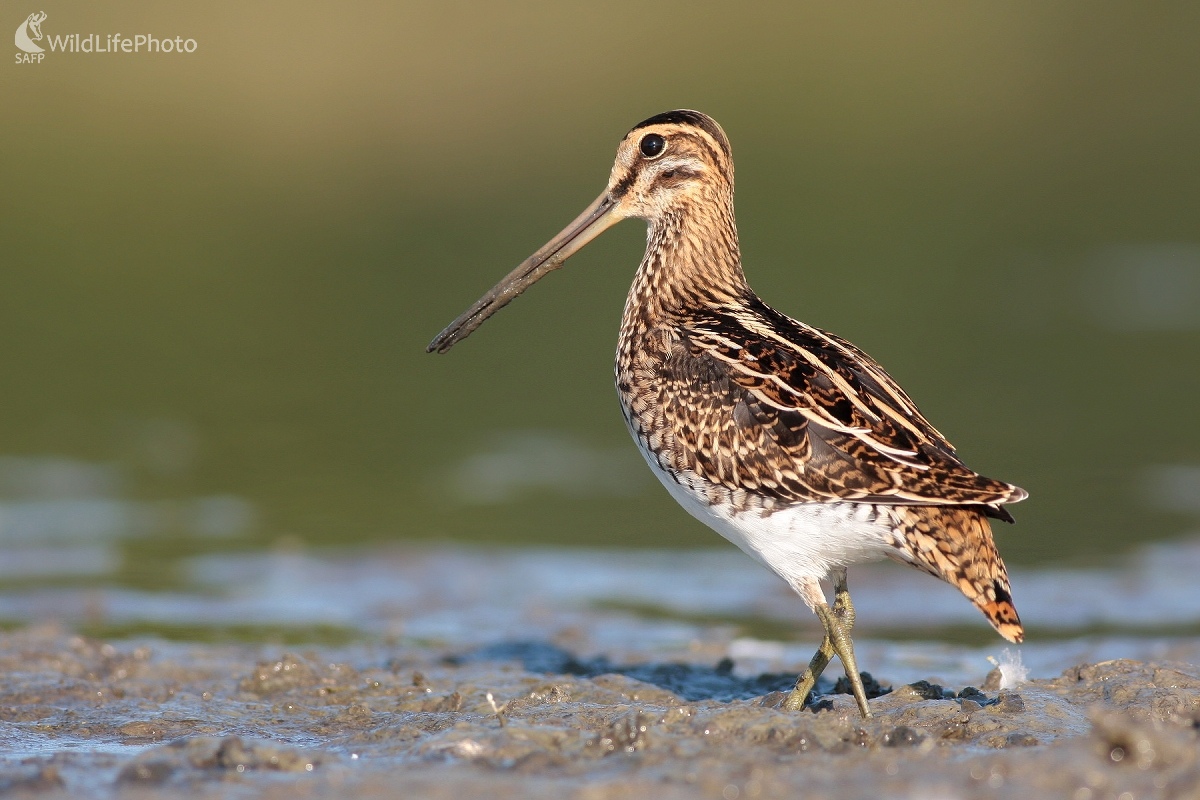 Močiarnica mekotavá (Gallinago gallinago) (Martin Šabík)
