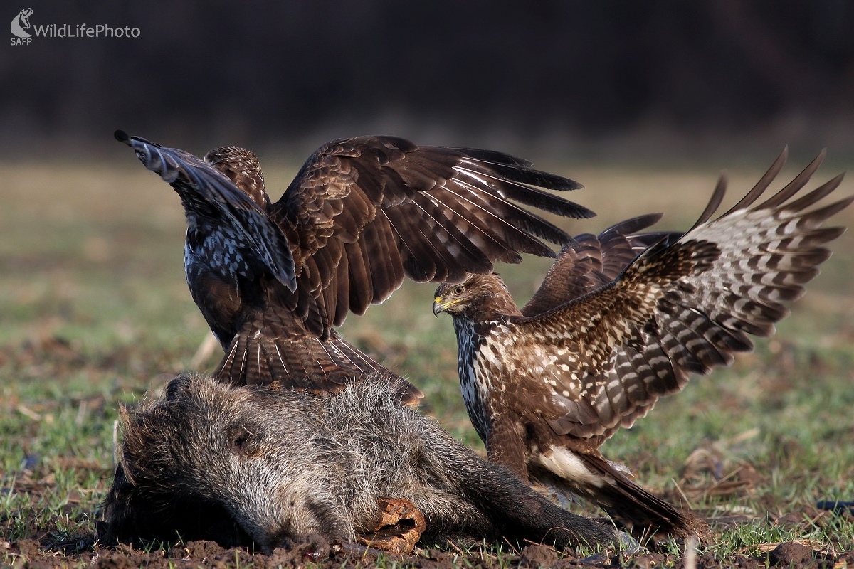 Myšiak lesný (Buteo buteo) (Martin Šabík)