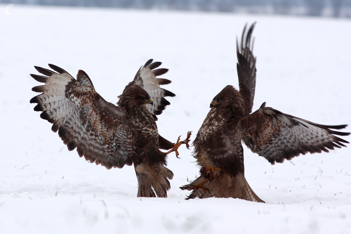 Myšiak lesný (Buteo buteo) (Martin Šabík)