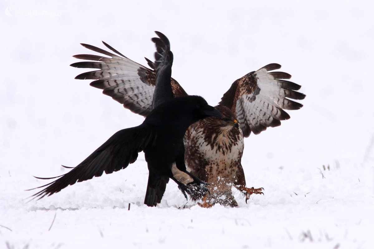 Myšiak lesný (Buteo buteo) (Martin Šabík)