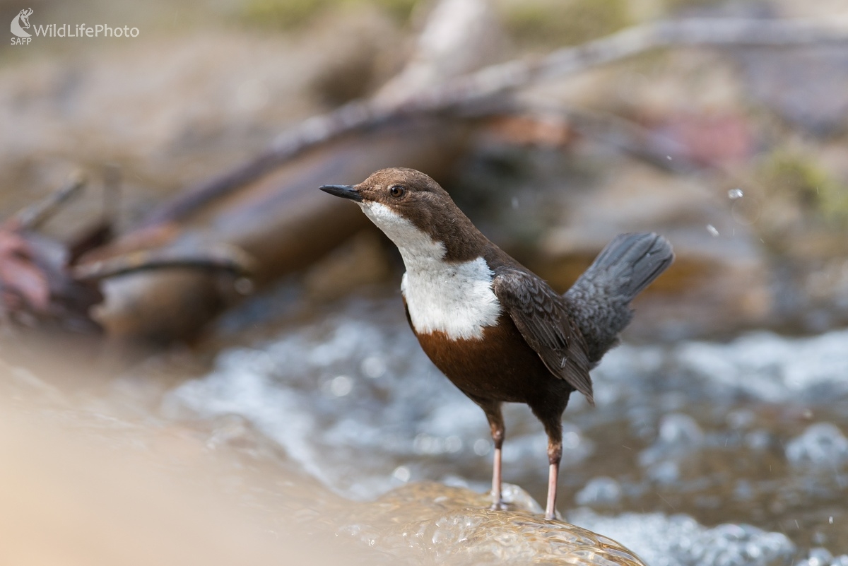 Vodnár (Ľubomír Ondráško)