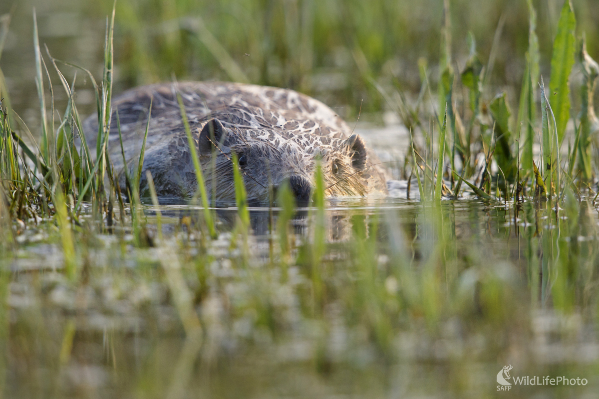 Bobrí deň (Marian Zelina)