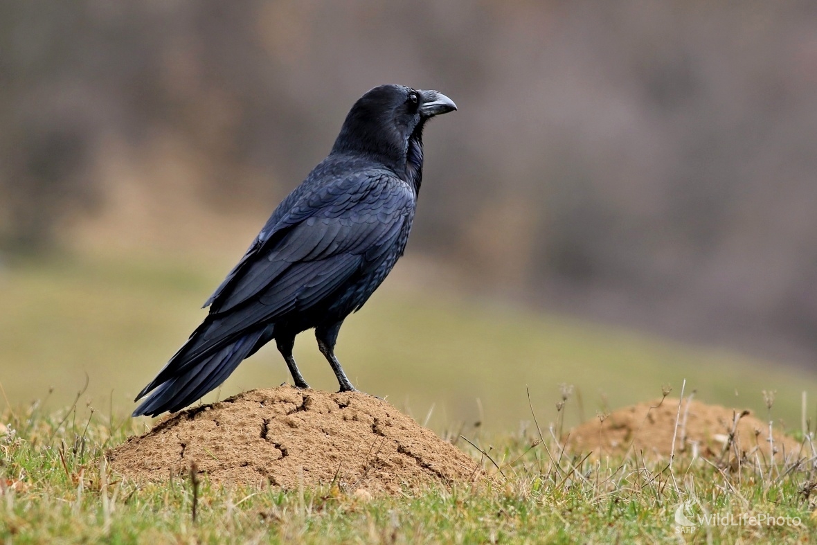 Strážca lúky (Maroš Detko)