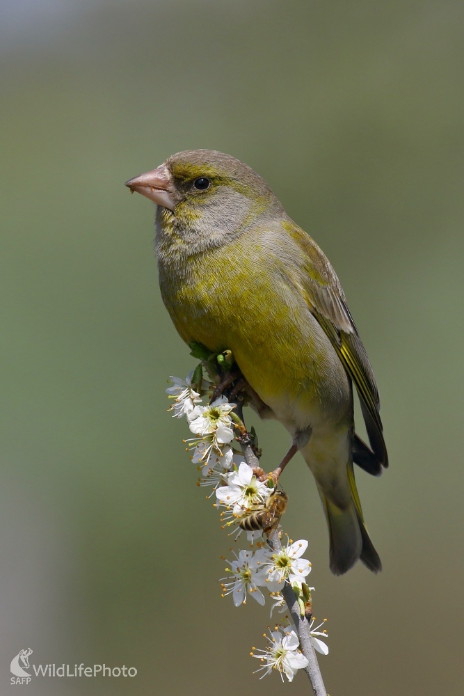 Zelienka (Carduelis chloris) (Vladimír Michalec)