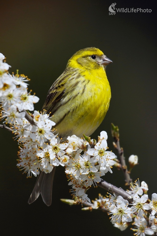 Kanárik poľný (Serinus serinus) (Vladimír Michalec)