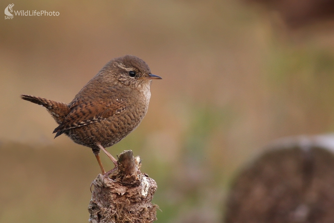 Oriešok hnedý (Troglodytes troglodytes) (Martin Šabík)