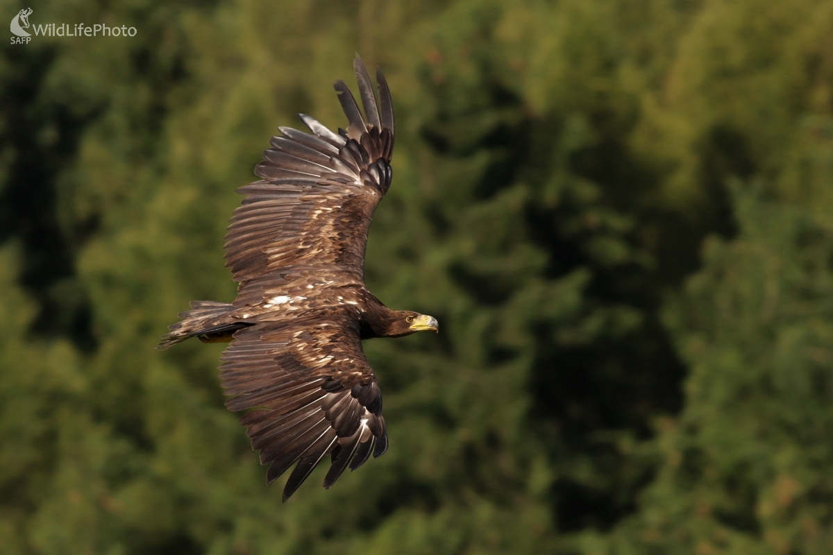  Orliak morský (Haliaeetus albicilla) (Martin Šabík)