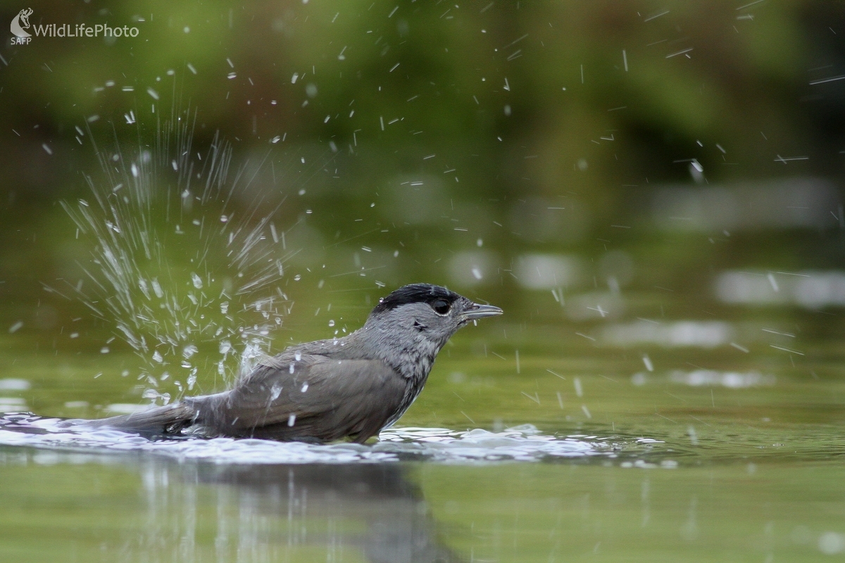 Penica čiernohlavá (Sylvia atricapilla) (Martin Šabík)