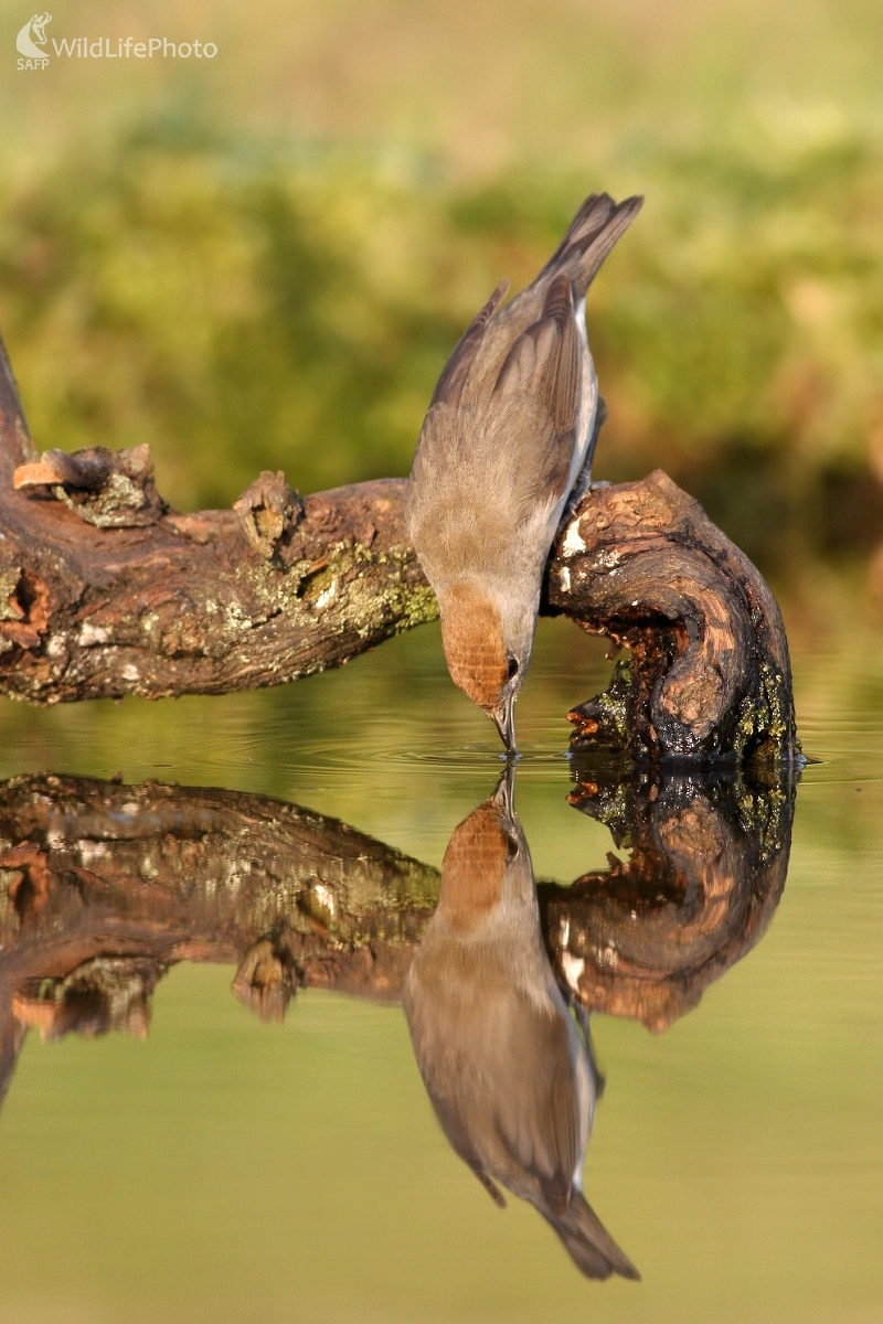 Penica čiernohlavá (Sylvia atricapilla) (Martin Šabík)