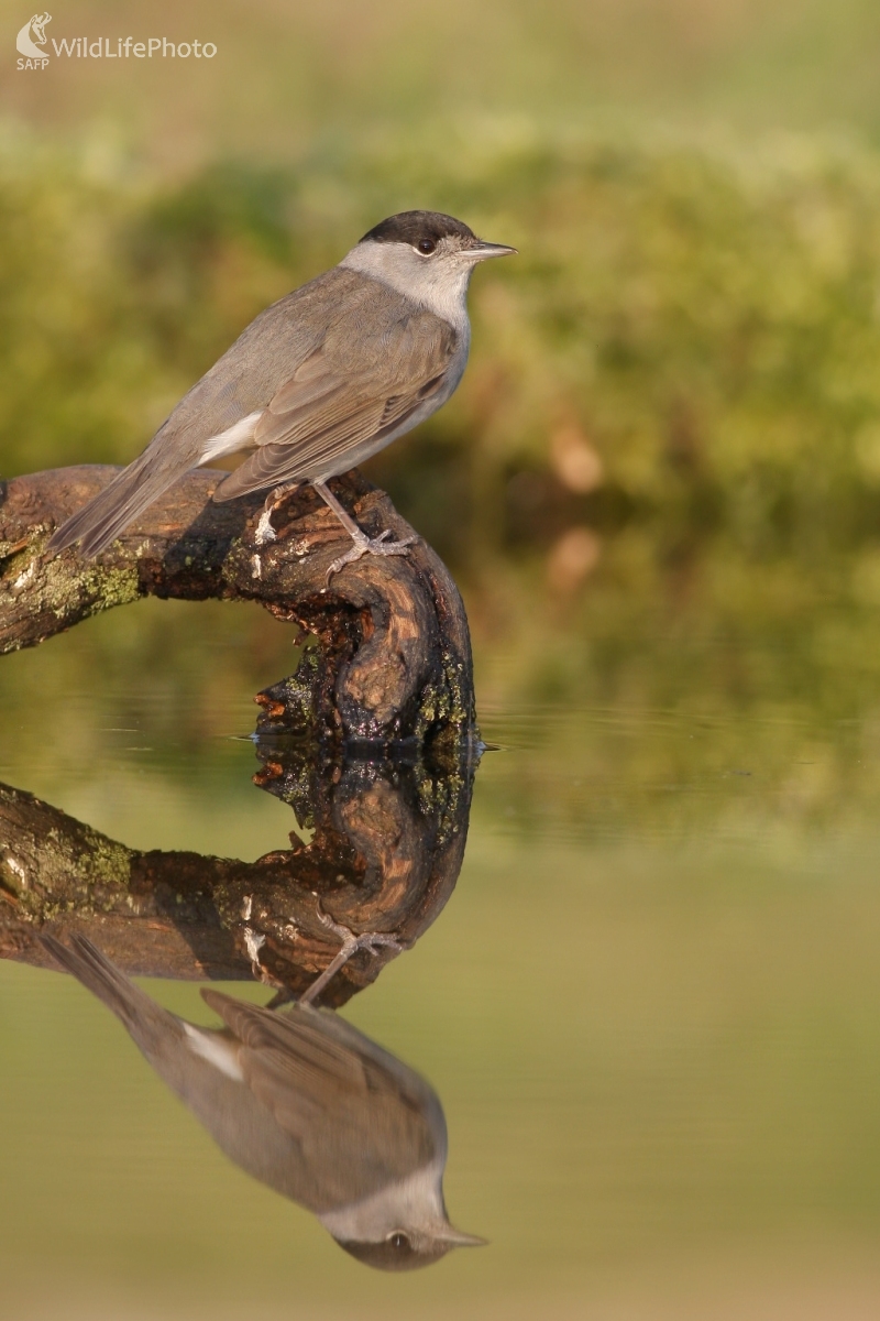 Penica čiernohlavá (Sylvia atricapilla) (Martin Šabík)