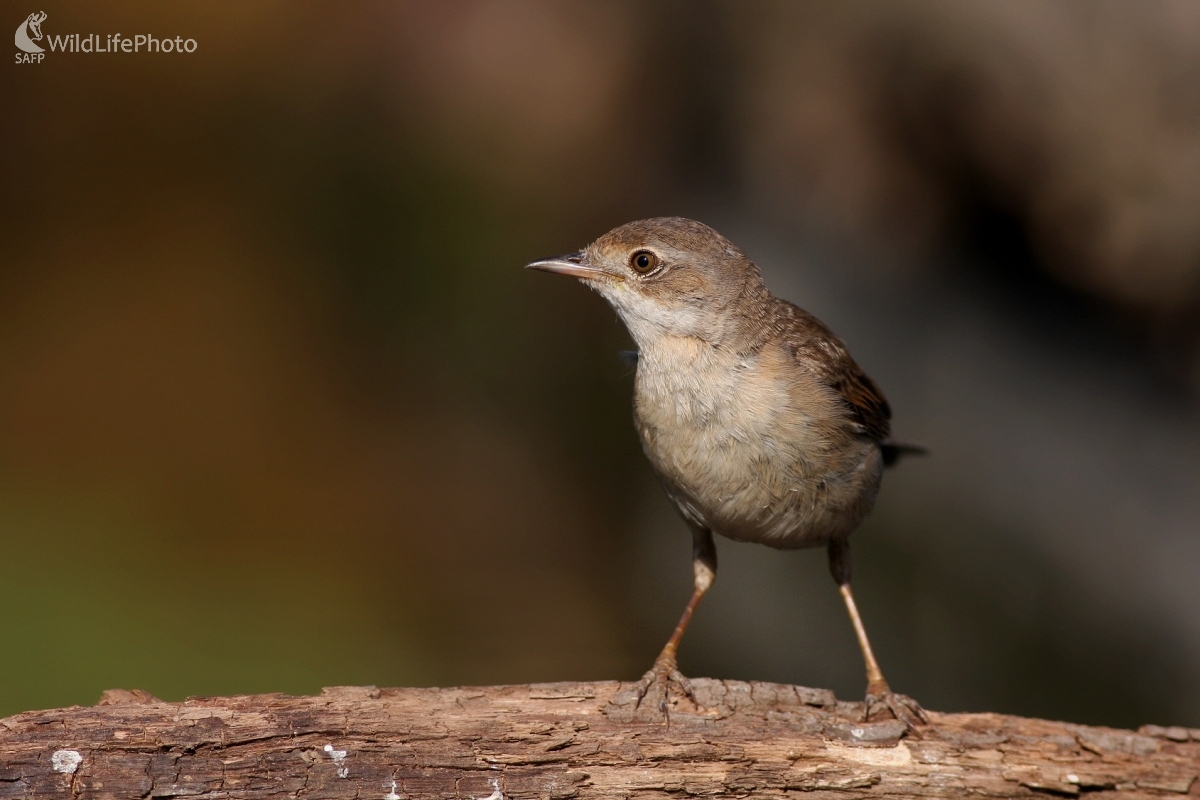 Penica slávikovitá (Sylvia borin) (Martin Šabík)