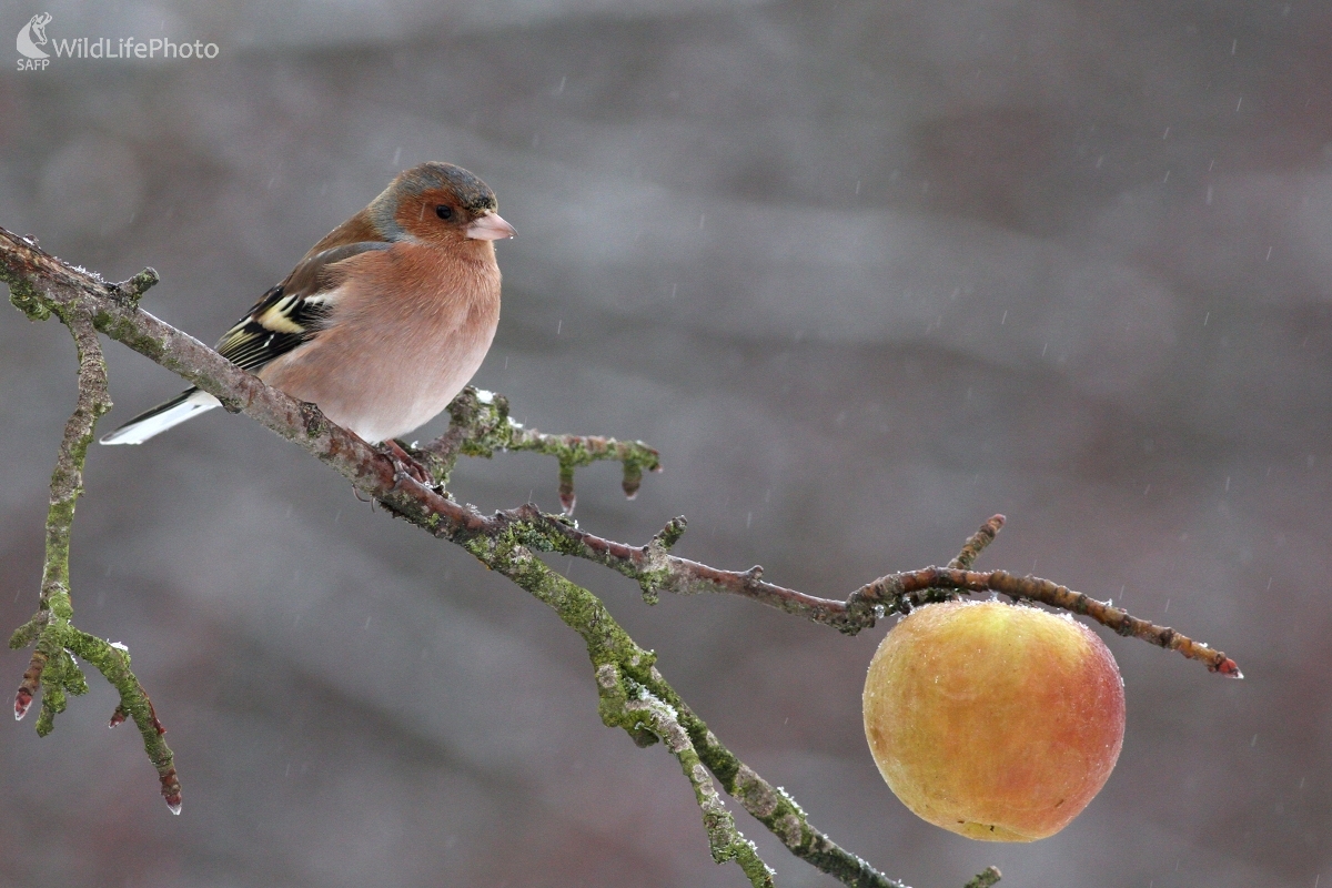 Pinka lesná (Fringilla coelebs) (Martin Šabík)