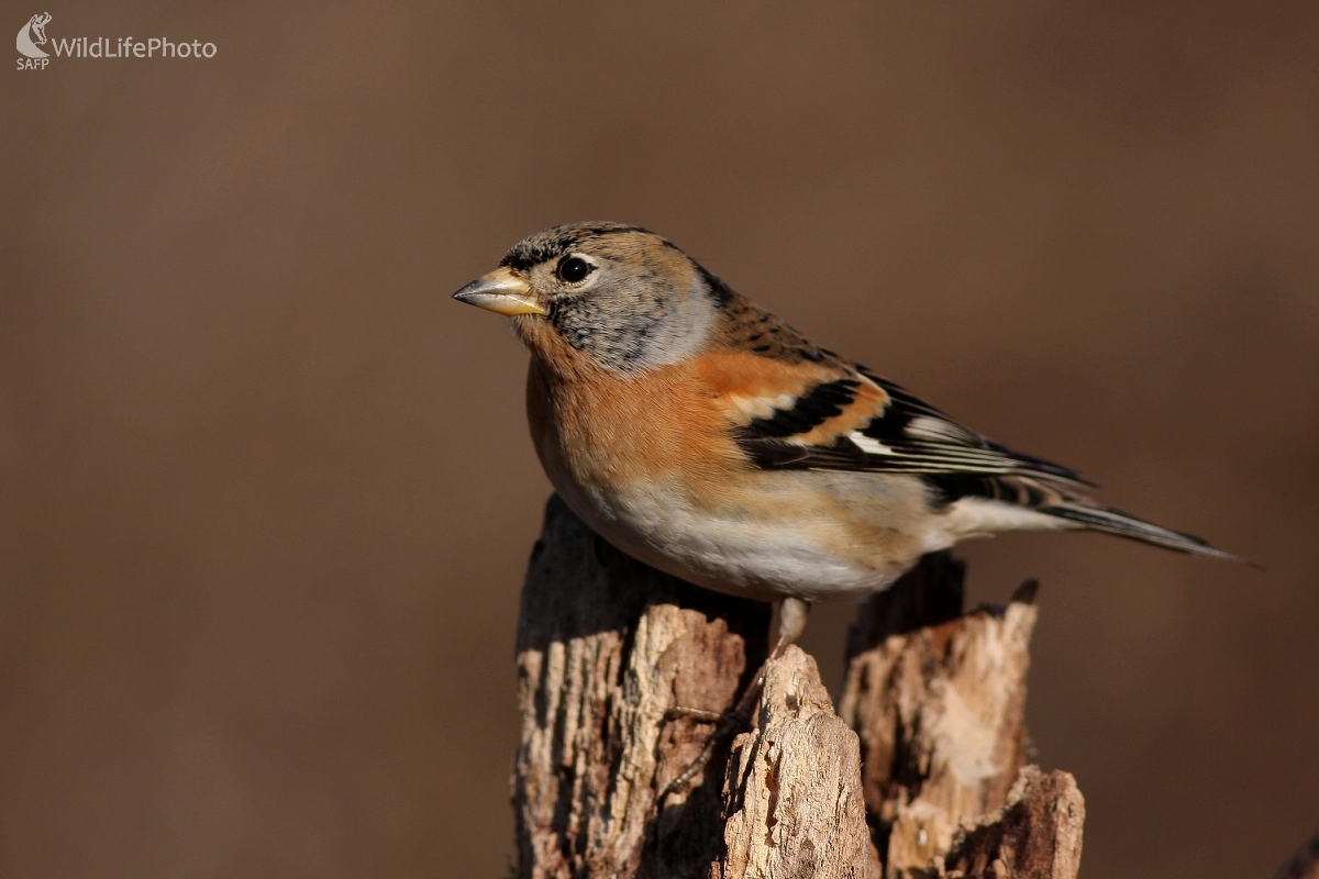 Pinka severská (Fringilla montifringilla) (Martin Šabík)