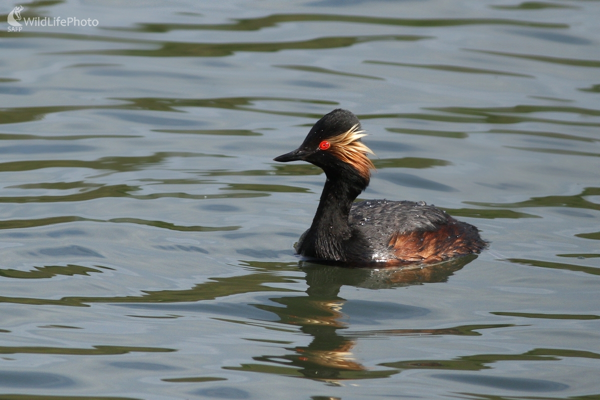 Potápka čiernokrká (Podiceps nigricollis) (Martin Šabík)