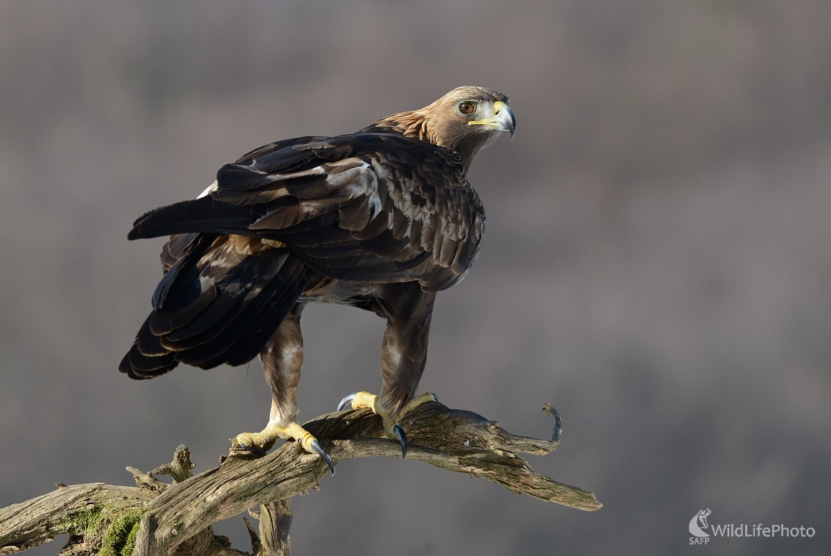 Skalák (Ľubomír Ondráško)