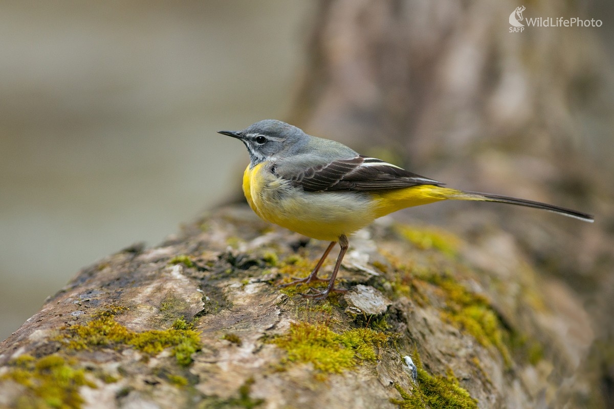 Trasochvost (Ľubomír Ondráško)