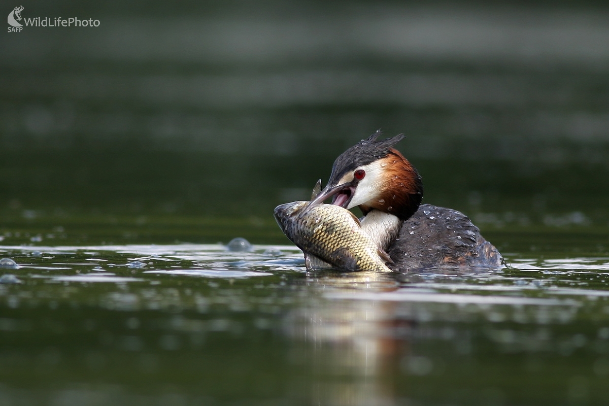  Potápka chochlatá (Podiceps cristatus) (Martin Šabík)