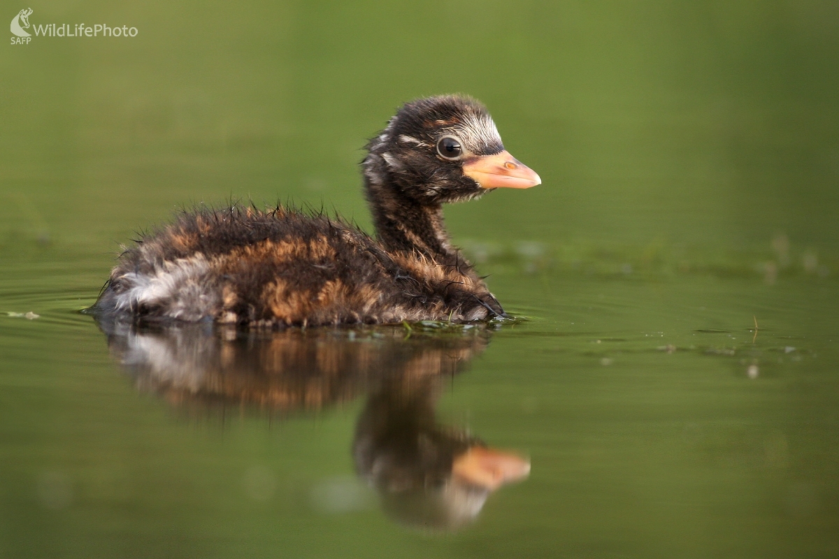 Potápka malá (Tachybaptus ruficollis)  (Martin Šabík)